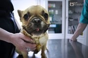 Pepa