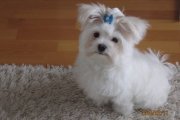 Pako