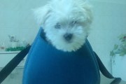 Cezar