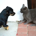 Lola pas mesanac i plava ruska macka