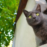 Plava Ruska macka i gnezdo 4