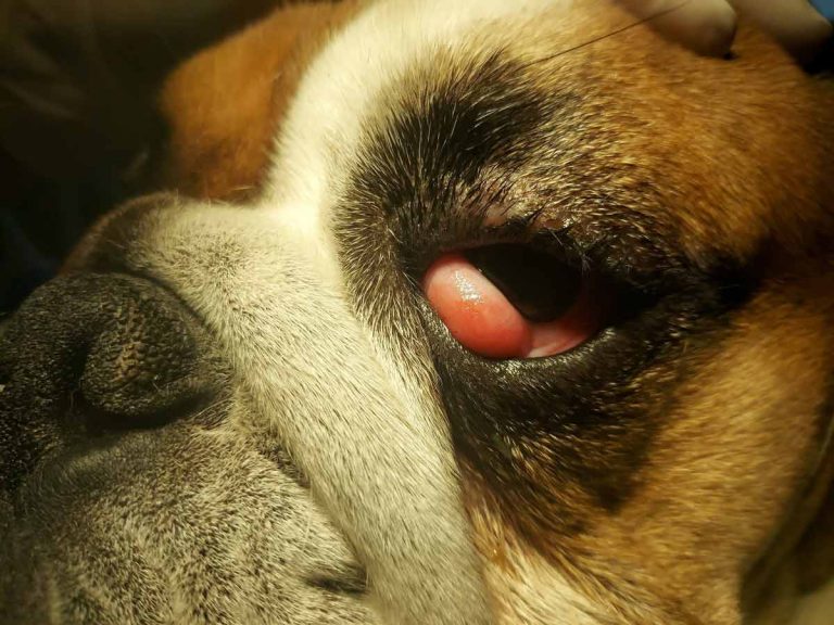 Cherry eye: Kako se uspešno leče problemi trećeg kapka