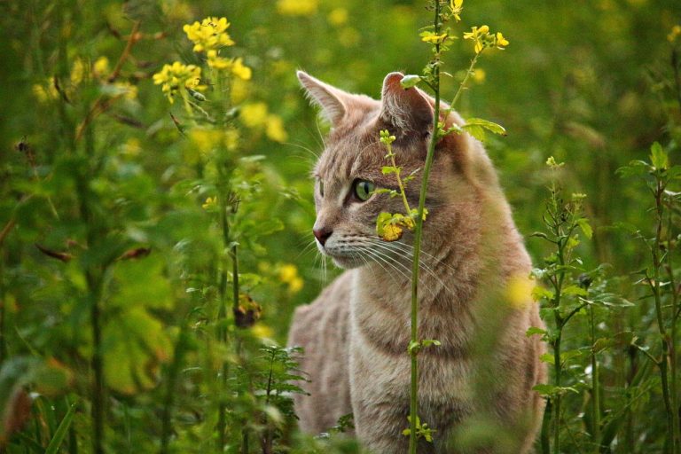 cat, kitten, pet, cat eyes, flower background, breed cat, mustard seeds, flower, blossom, beautiful flowers, bloom, nature, field, green, flower wallpaper, mackerel, tiger cat, animal, tabby cat