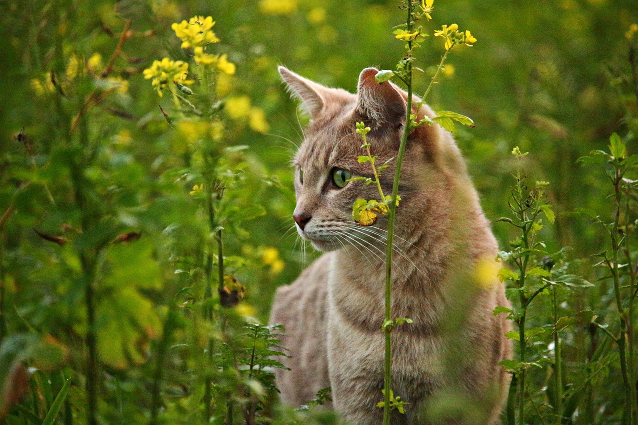 cat, kitten, pet, cat eyes, flower background, breed cat, mustard seeds, flower, blossom, beautiful flowers, bloom, nature, field, green, flower wallpaper, mackerel, tiger cat, animal, tabby cat