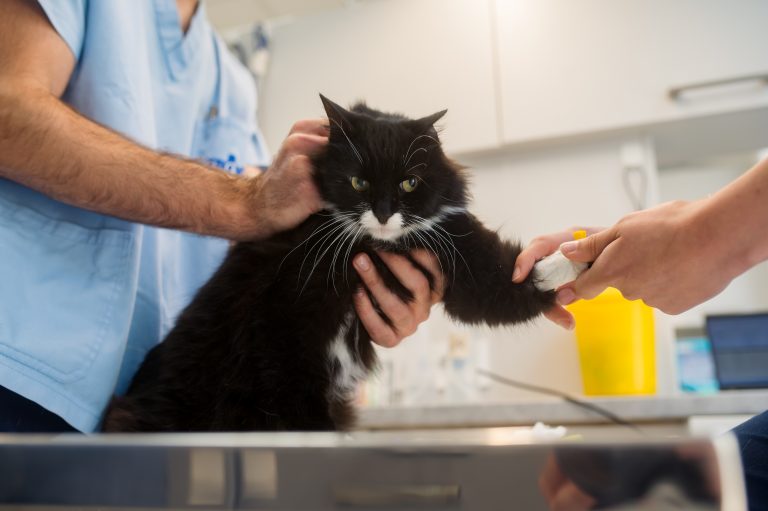 Najbolji veterinar u Novom Sadu – evo kako smo ga pronašli