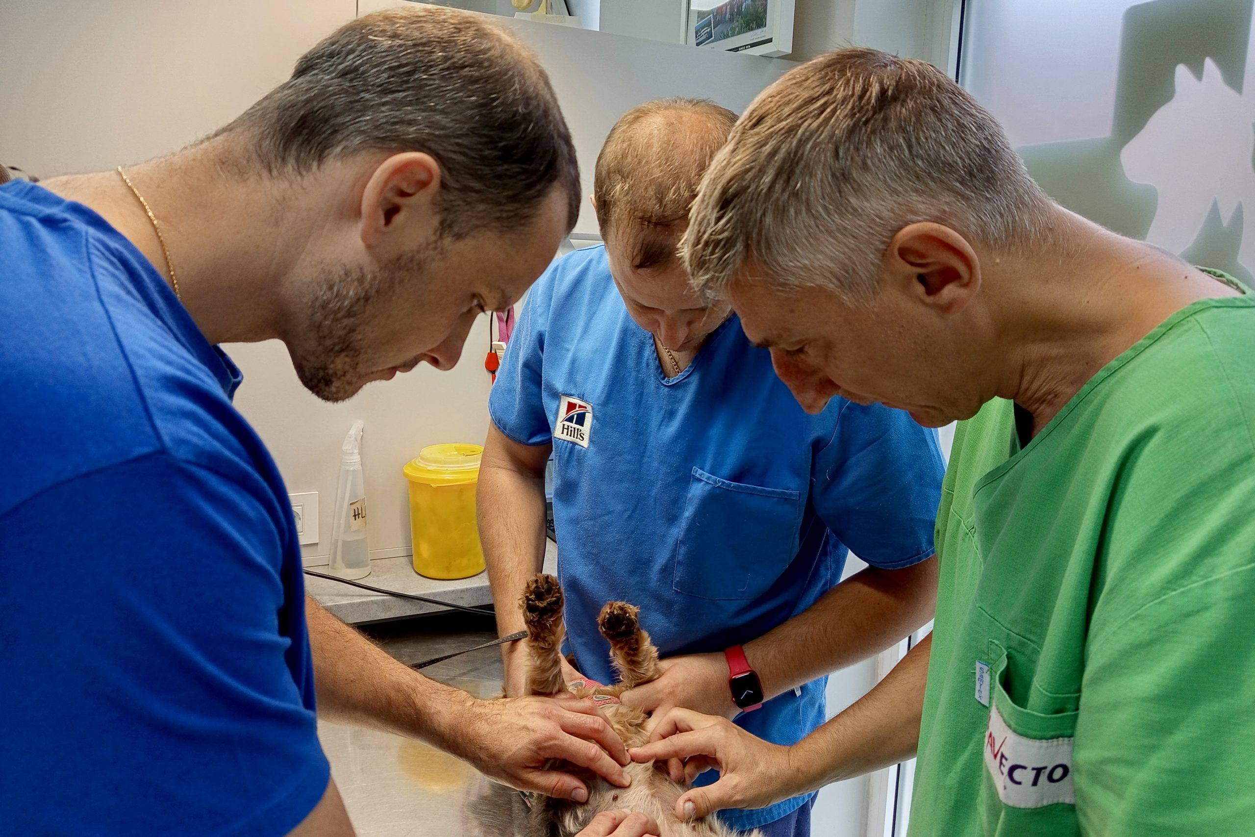 Dermatološki pregledi ljubimaca